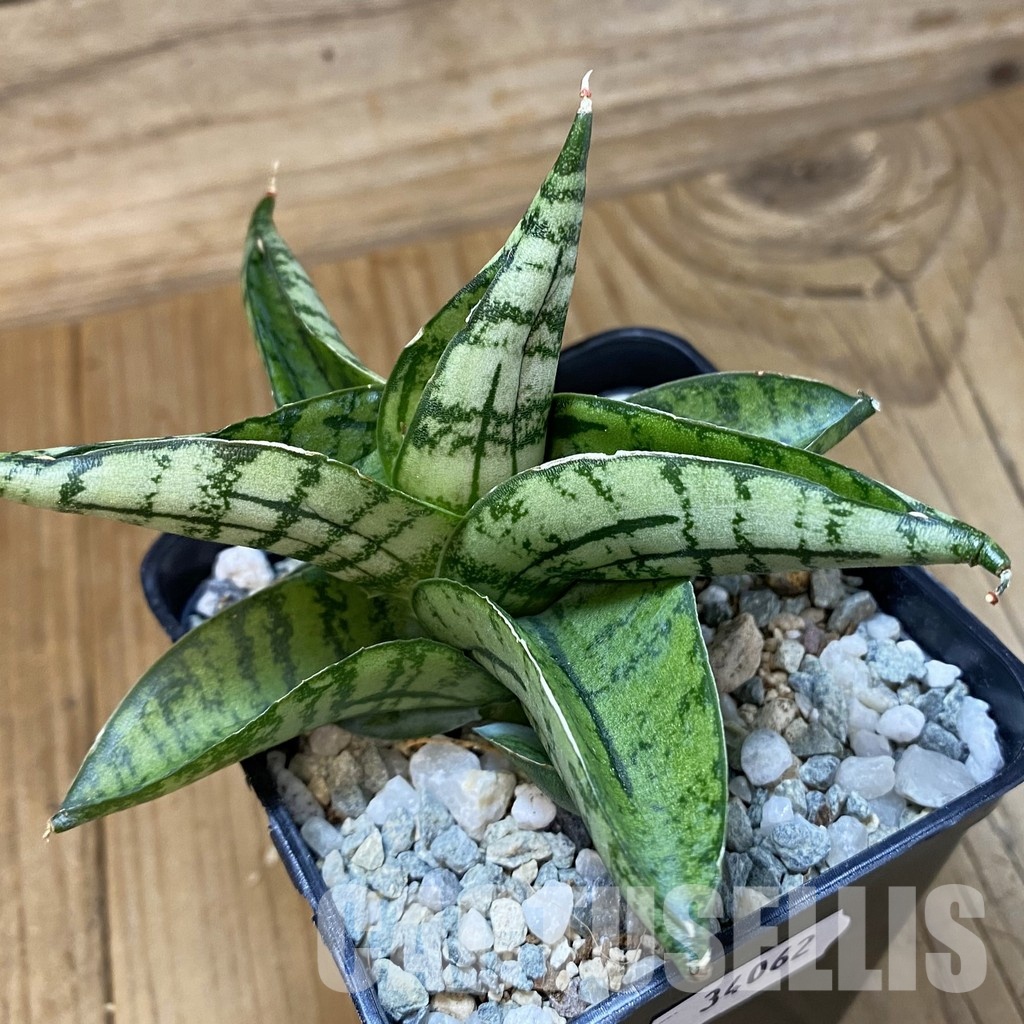 SH34062 Sansevieria ‘Manja’ hybrid