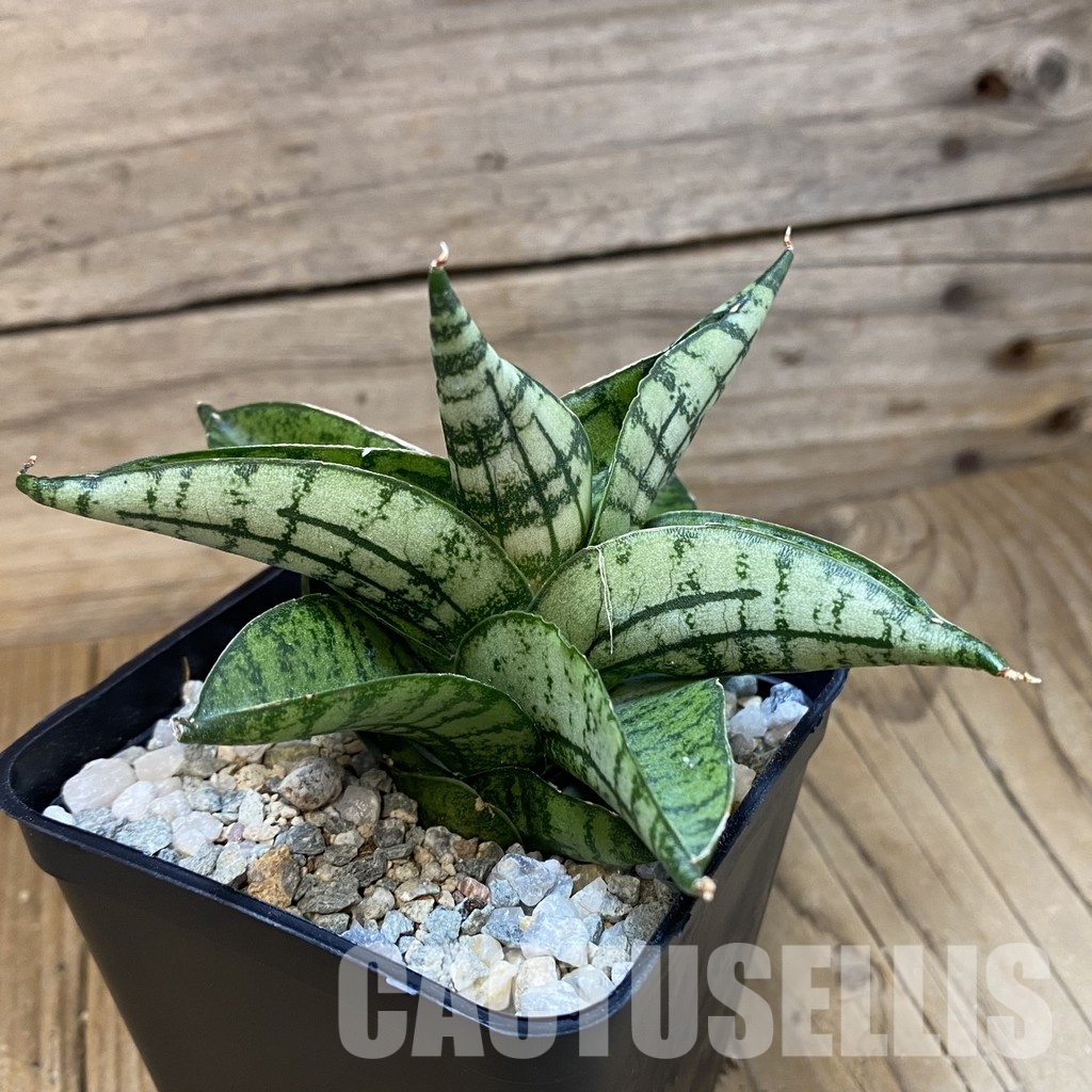 SH34062 Sansevieria ‘Manja’ hybrid - Image 2