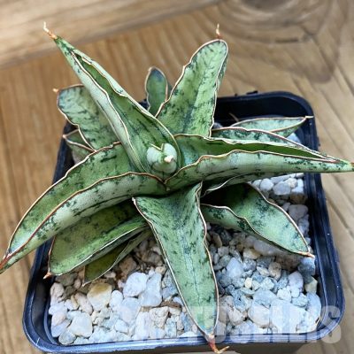 SH34064 Sansevieria ‘Dony’ mini hybrid