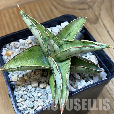 SH34065 Sansevieria ‘Dony’ mini hybrid