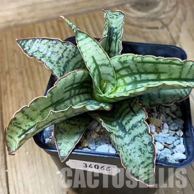 SH34066 Sansevieria 'Arboyo' hybrid