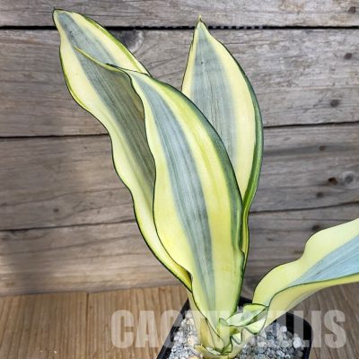 SH34074 Sansevieria ‘Moonshine Splash’