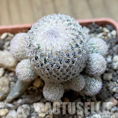SH34148 Epithelantha dickisoniae
