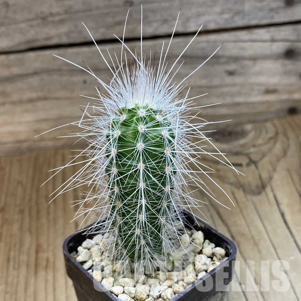 SH34153 Echinocereus parkeri ssp. rayonesensis Lan 1101 - Image 2