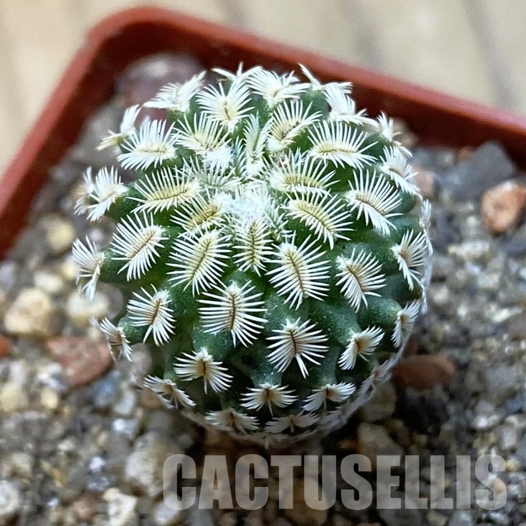 SH34158 Turbinicarpus mombergeri