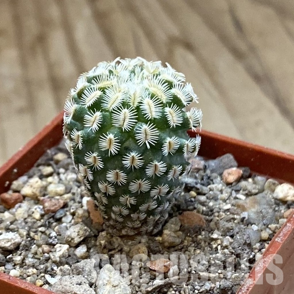 SH34158 Turbinicarpus mombergeri - Image 2