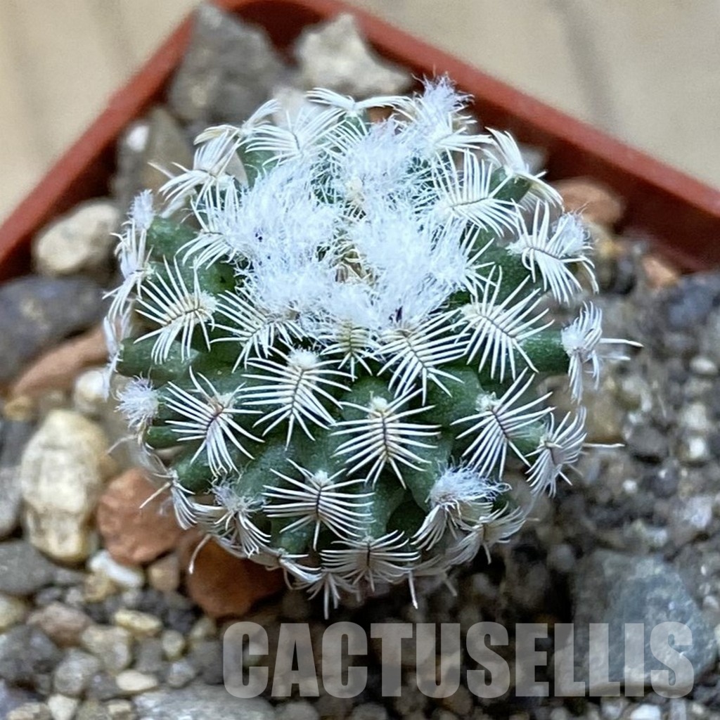 SH34159 Turbinicarpus mombergeri