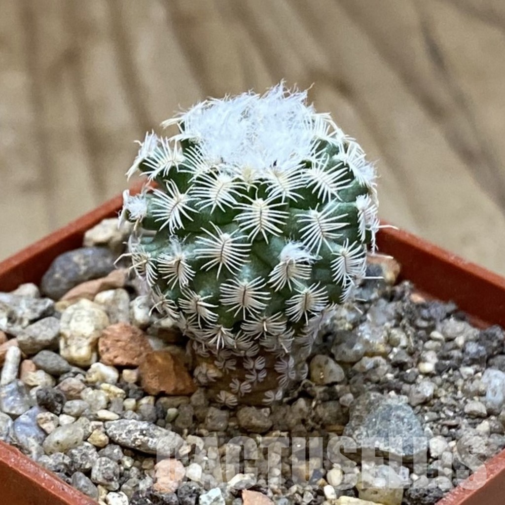 SH34159 Turbinicarpus mombergeri - Image 2