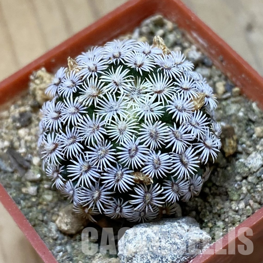 SH34160 Mammillaria hernandezii