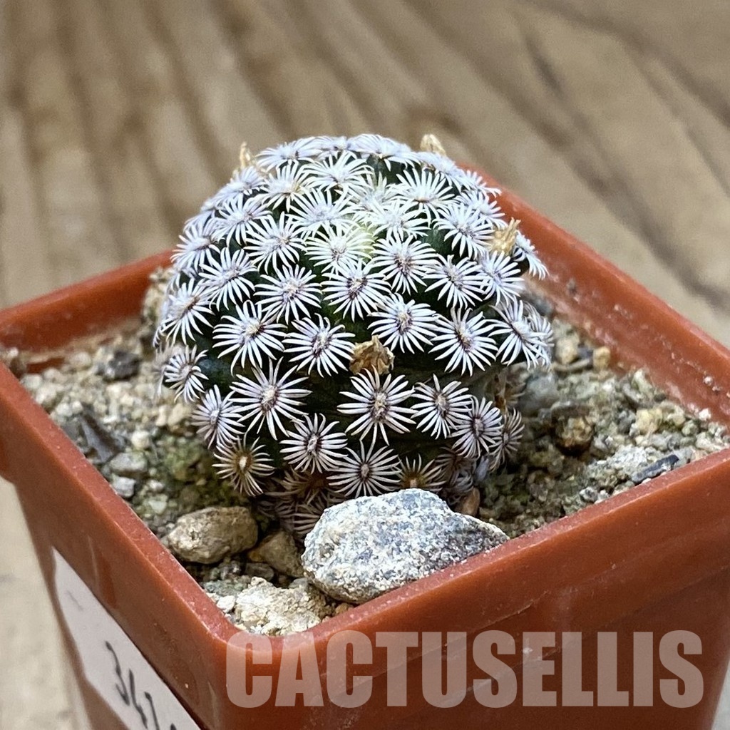 SH34160 Mammillaria hernandezii - Image 2