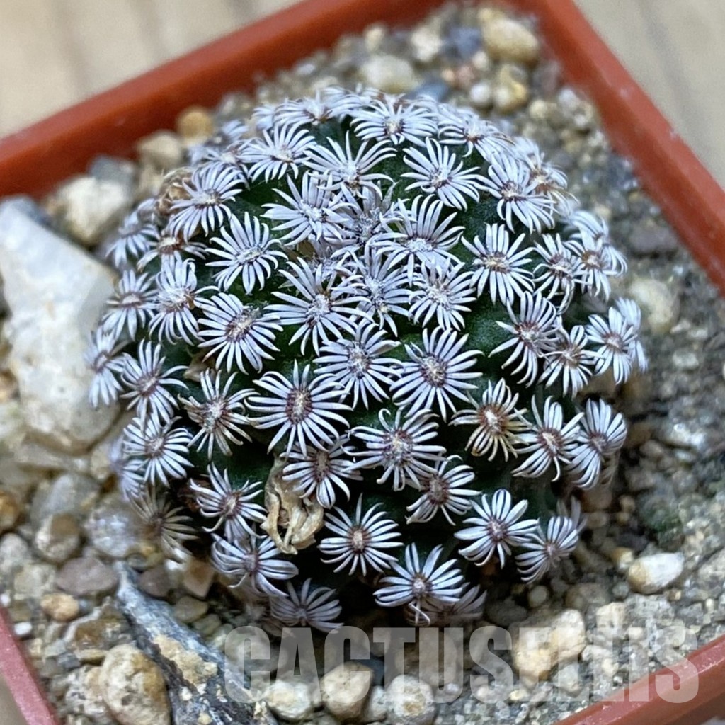 SH34161 Mammillaria hernandezii