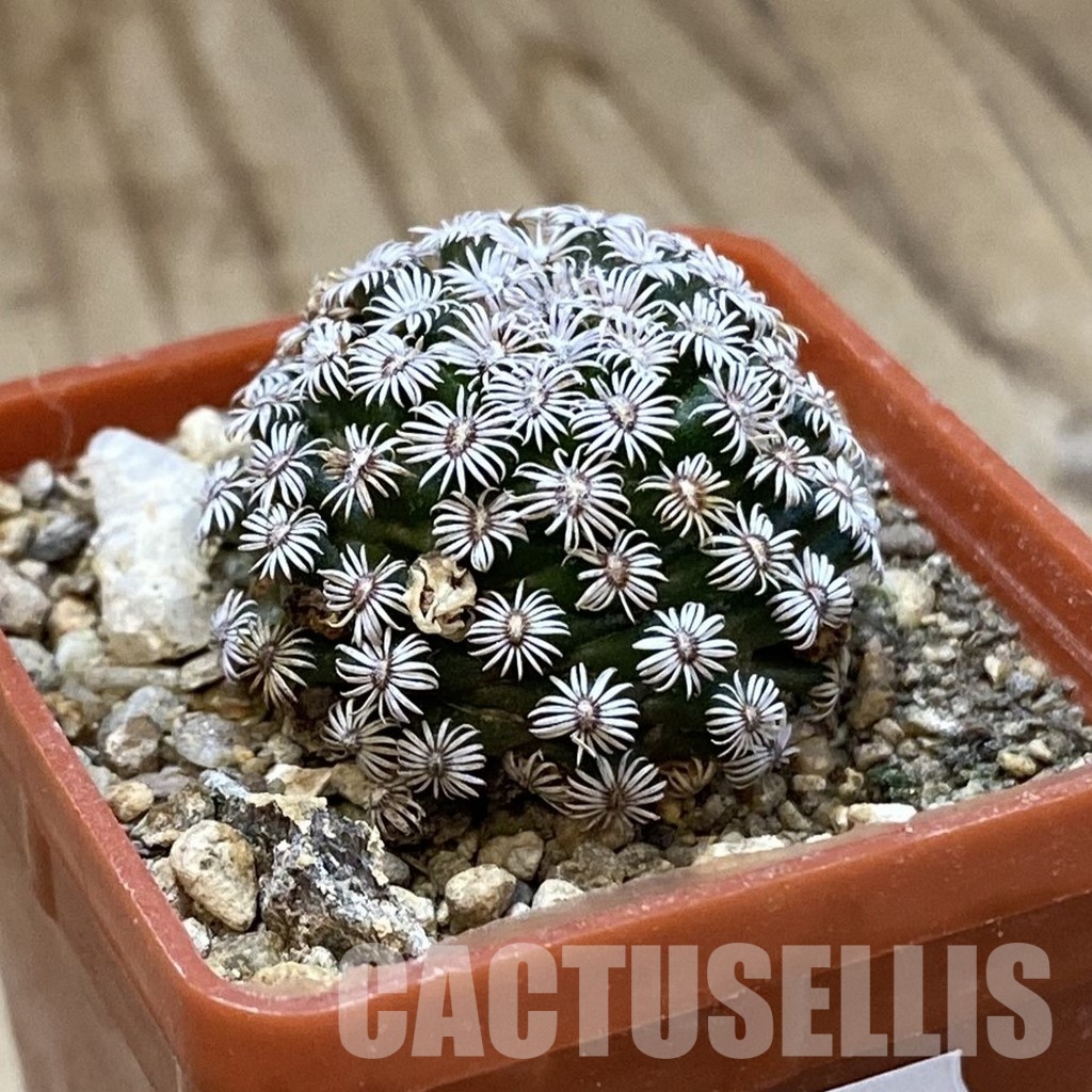 SH34161 Mammillaria hernandezii - Image 2