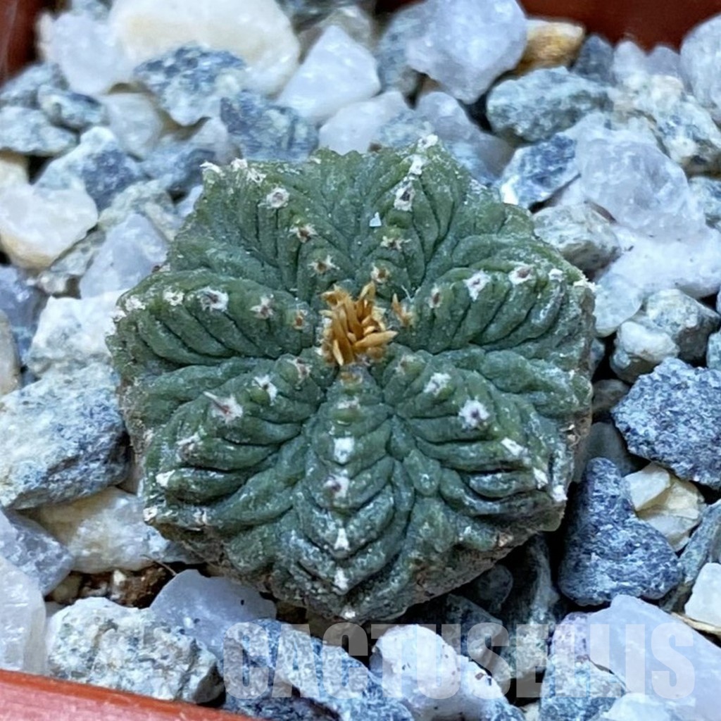 SH34163 Aztekium ritteri, seedling