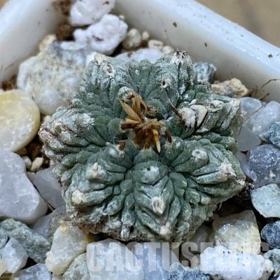 SH34165 Aztekium ritteri, seedling