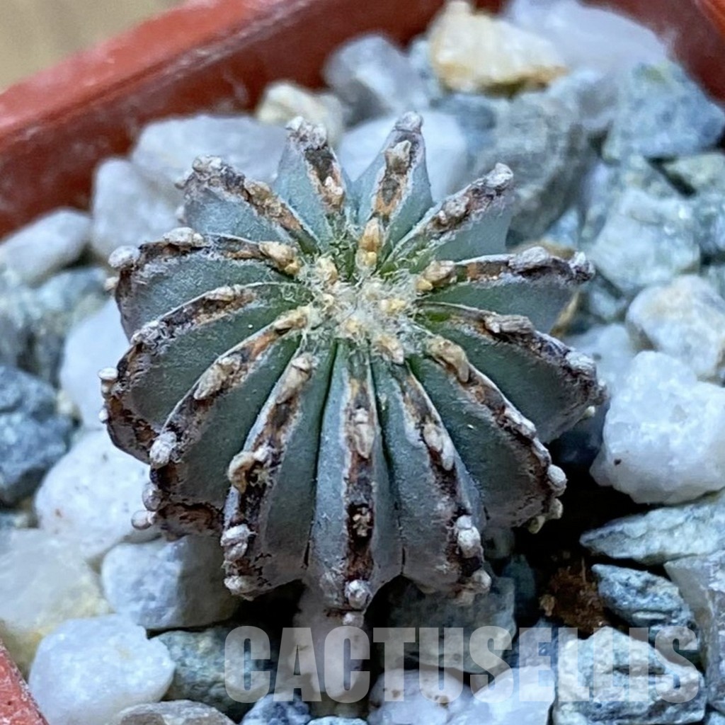 SH34168 Geohintonia neomexicana, seedling
