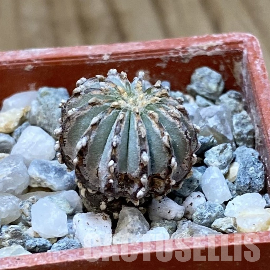 SH34168 Geohintonia neomexicana, seedling - Image 2