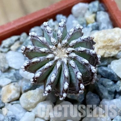 SH34170 Geohintonia neomexicana, seedling