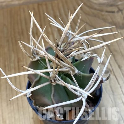 SH34120 Astrophytum niveum