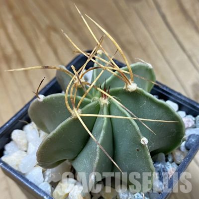 SH34171 Astrophytum senile v. aureum
