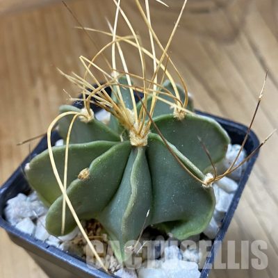 SH34172 Astrophytum senile v. aureum
