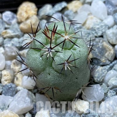 SH34177 Ortegocactus macdougallii