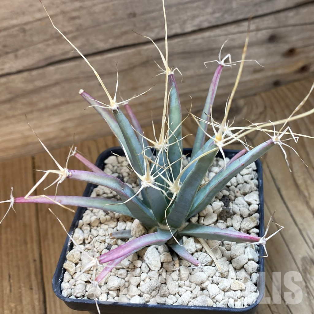 SH34115 Leuchtenbergia principis, 6 years old