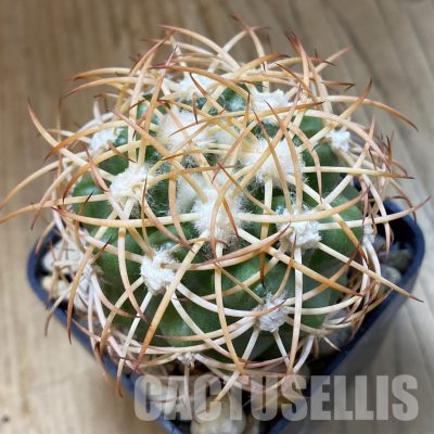SH34185 Discocactus zehntneri ssp. mirohalfarii MH910, own roots