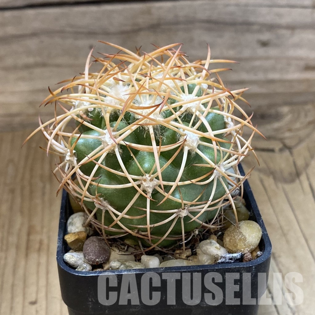 SH34185 Discocactus zehntneri ssp. mirohalfarii MH910, own roots - Image 2