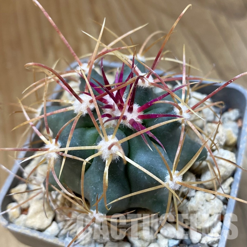 SH34190 Ferocactus acanthodes v. eastwoodiae
