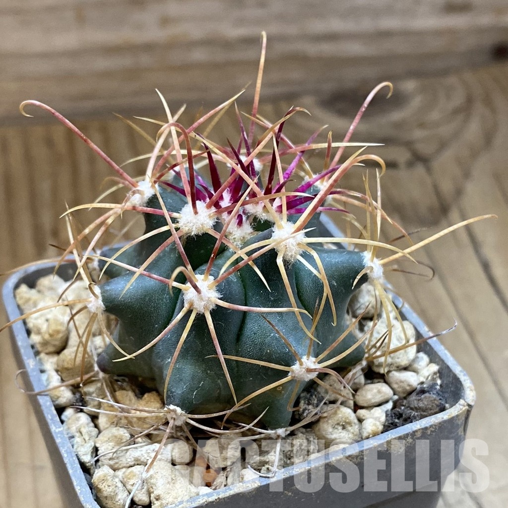 SH34190 Ferocactus acanthodes v. eastwoodiae - Image 2