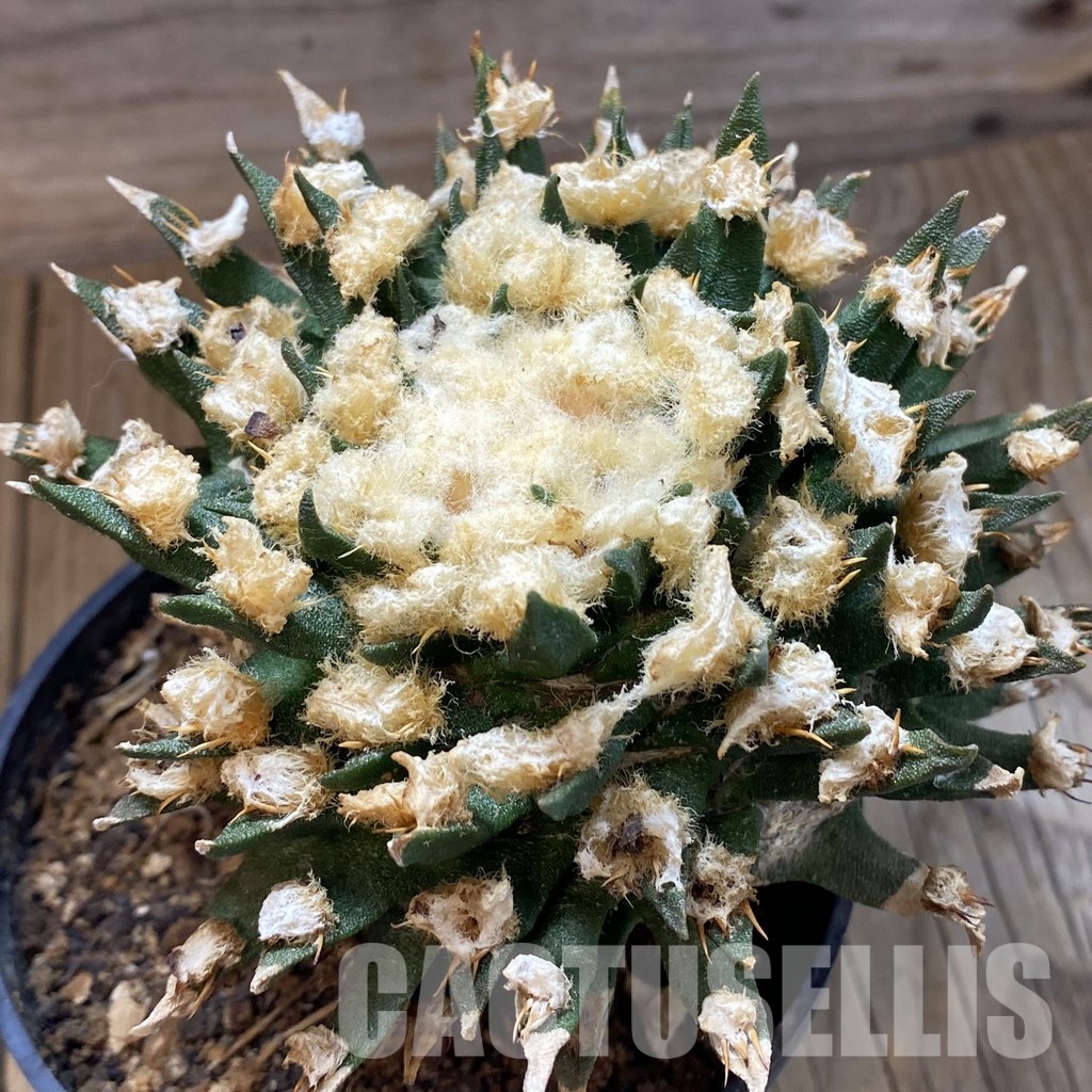 SH34193 Ariocarpus agavoides VM 804, grafted, 30 years old