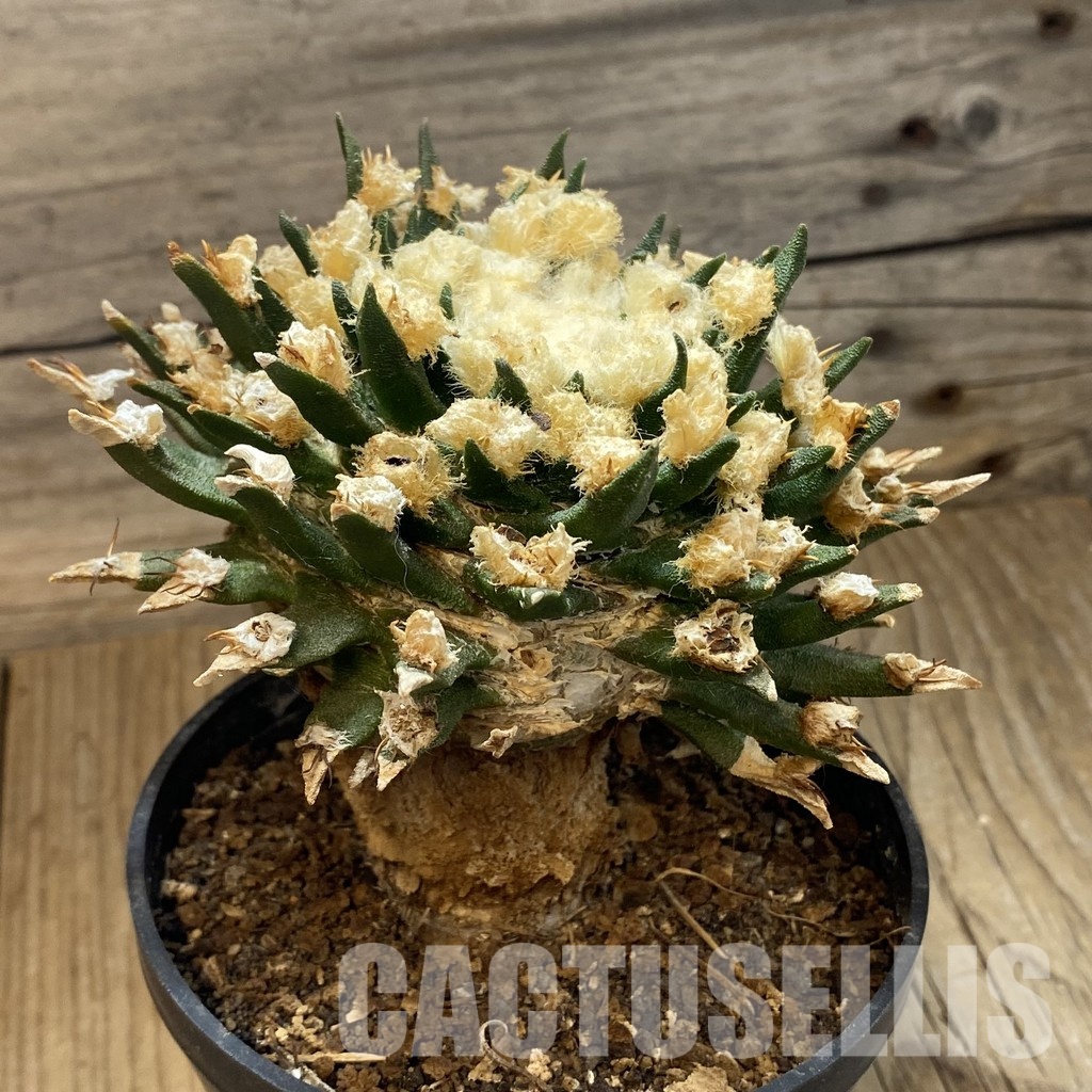 SH34193 Ariocarpus agavoides VM 804, grafted, 30 years old - Image 2