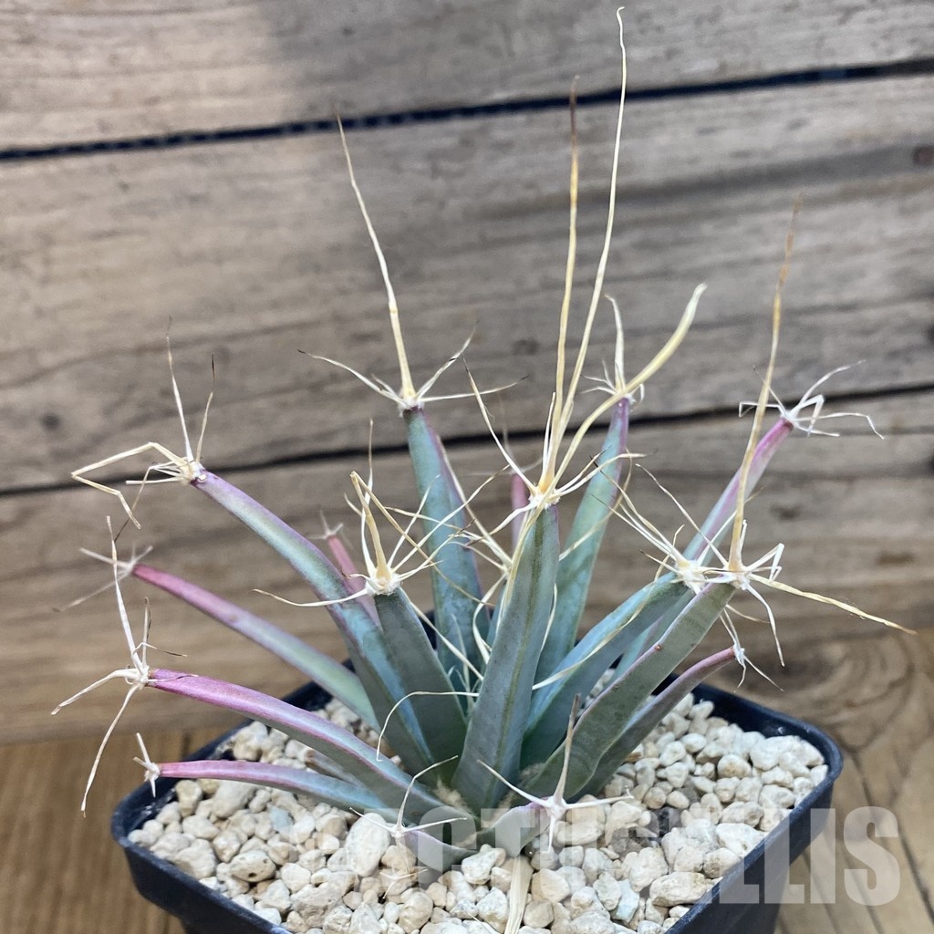 SH34115 Leuchtenbergia principis, 6 years old - Image 2