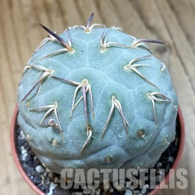 SH34125 Tephrocactus geometricus
