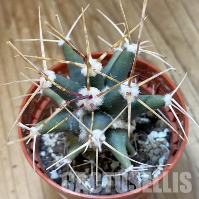SH34129 Ferobergia seedling