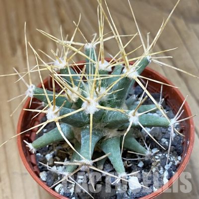 SH34130 Ferobergia seedling