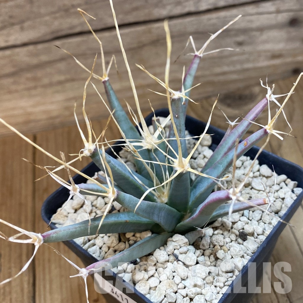 SH34116 Leuchtenbergia principis, 6 years old