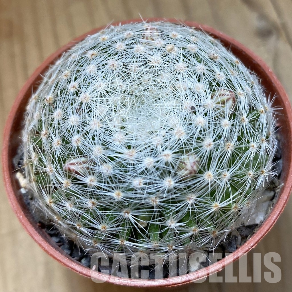 SH34132 Mammillaria lenta