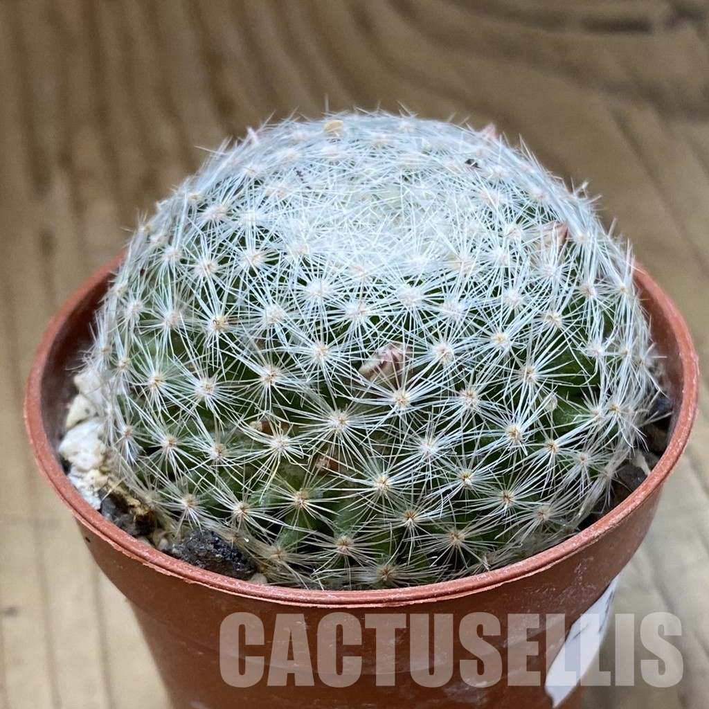 SH34132 Mammillaria lenta - Image 2