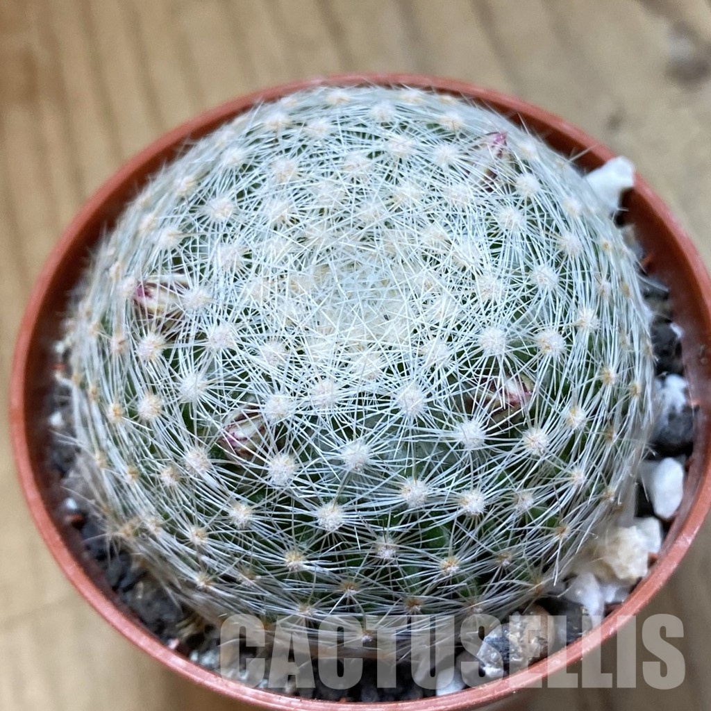 SH34133 Mammillaria lenta