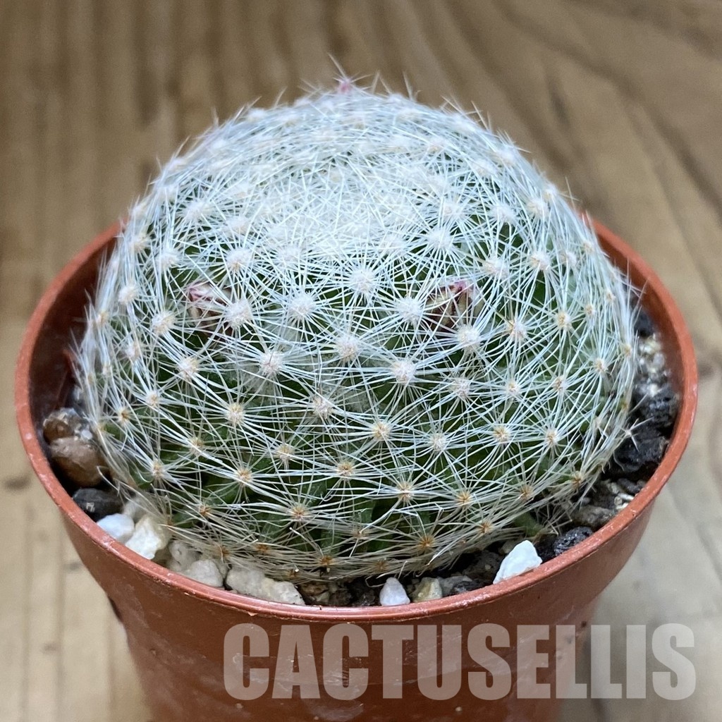SH34133 Mammillaria lenta - Image 2