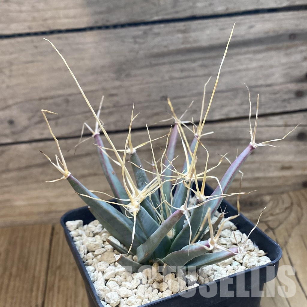 SH34116 Leuchtenbergia principis, 6 years old - Image 2
