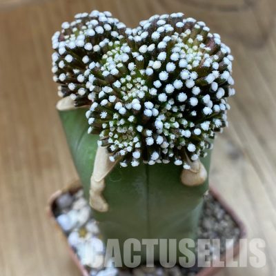SH34135 Mammillaria luethyi, grafted
