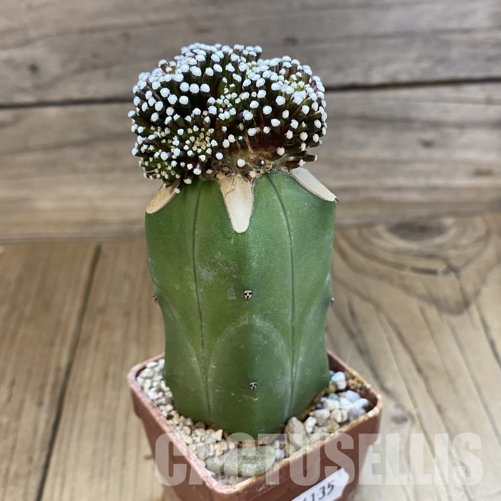SH34135 Mammillaria luethyi, grafted - Image 2