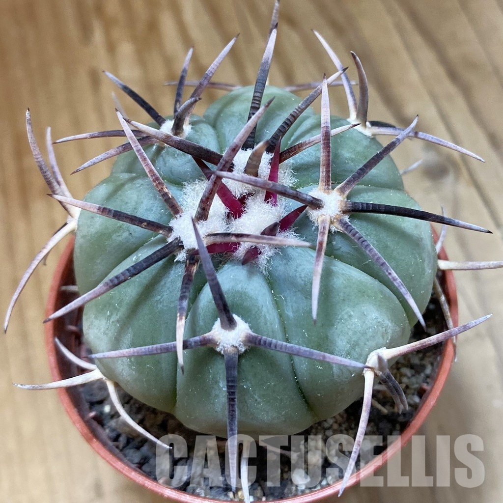 SH34136 Echinocactus horizonthalonius -La Appies-
