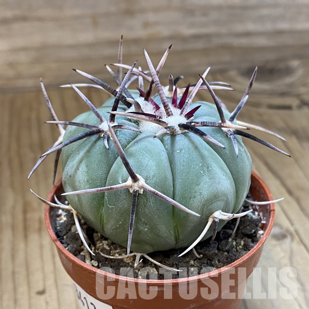 SH34136 Echinocactus horizonthalonius -La Appies- - Image 2