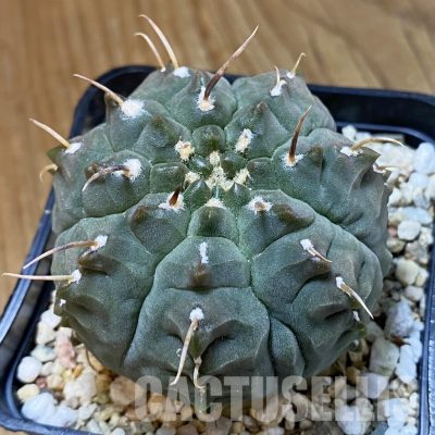 SH34117 Gymnocalycium vatteri f. monstrosa, 10 years old