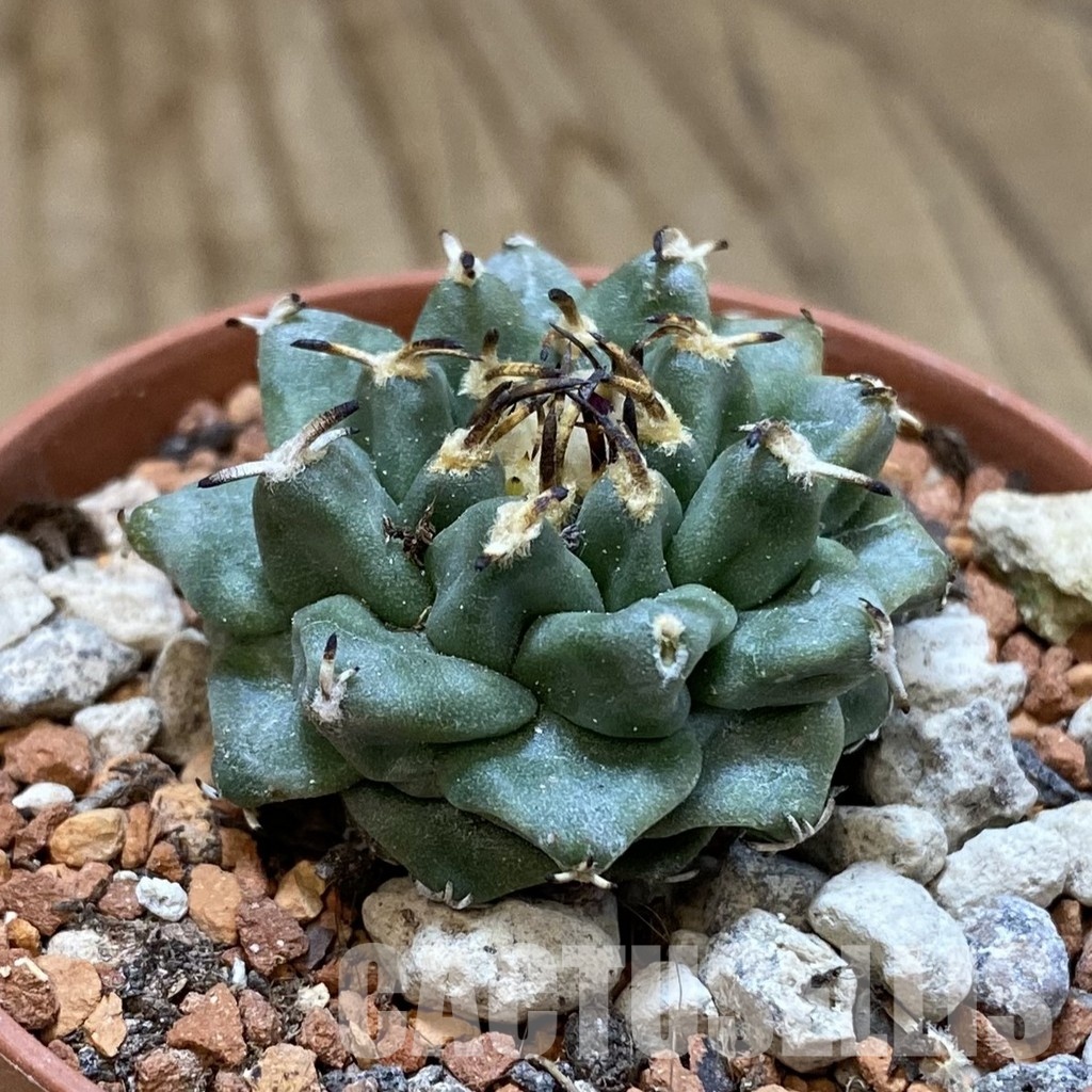 SH34143 Turbinicarpus alonsoi - Image 2