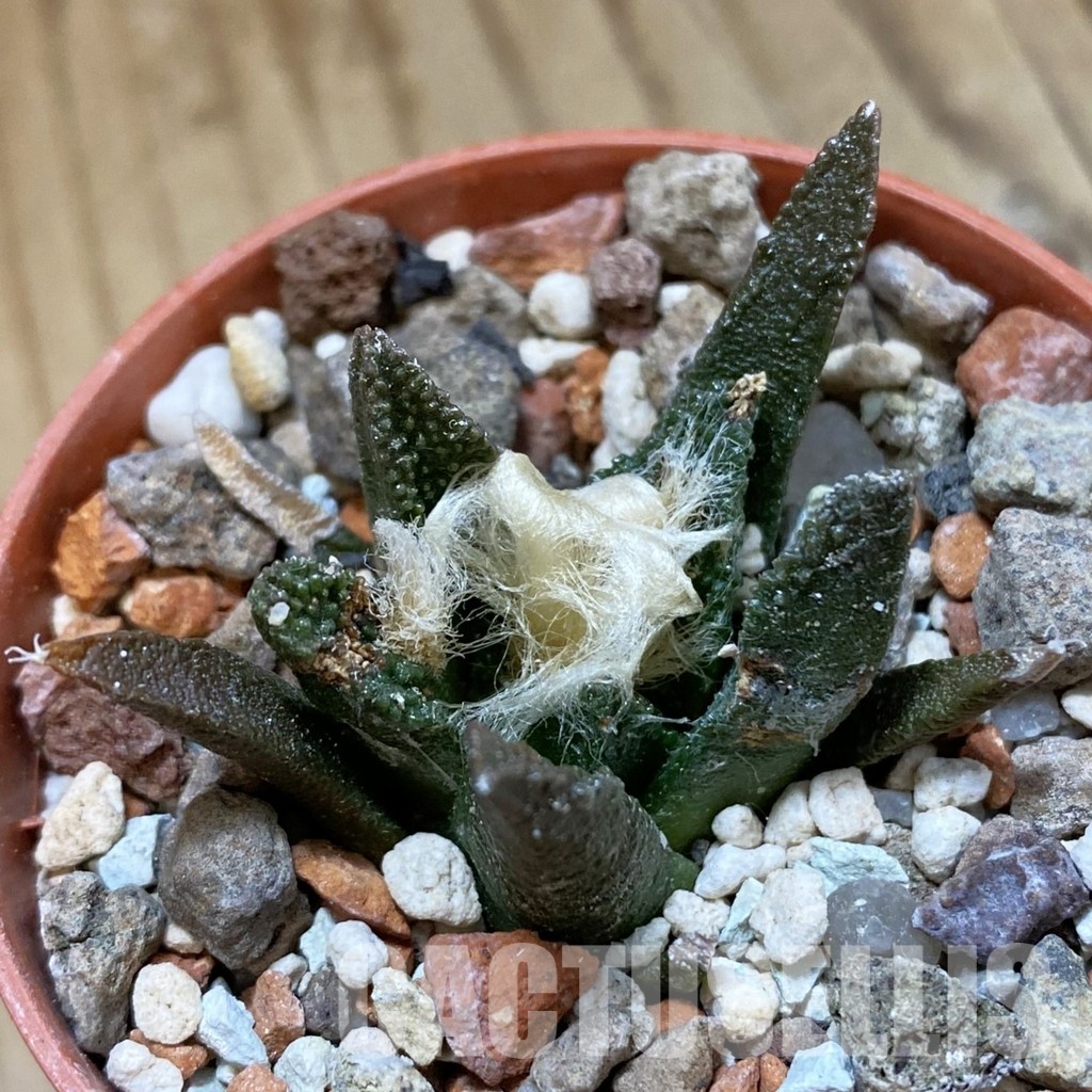 SH34145 Ariocarpus bravoanus -El Núñez-