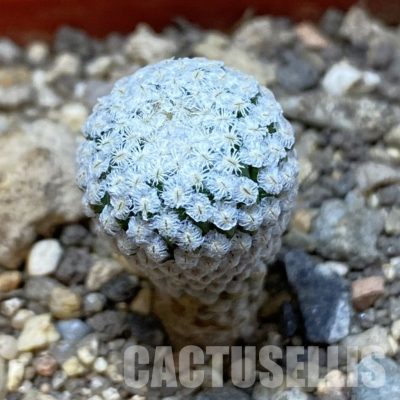 SH34146 Pelecyphora strobiliformis, 6 years old